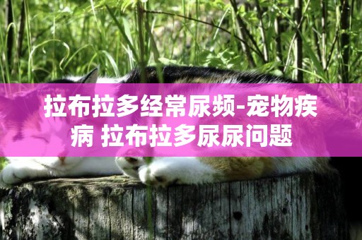 拉布拉多經常尿頻-寵物疾病 拉布拉多尿尿問題
