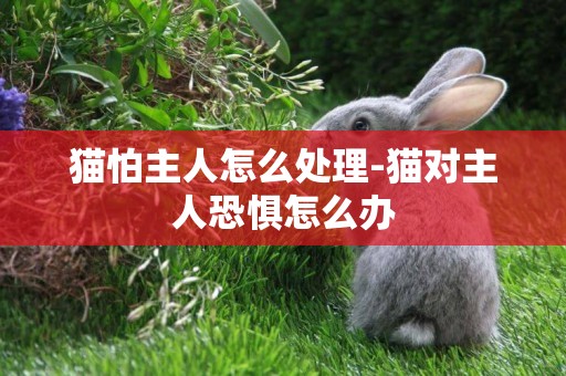 貓怕主人怎么處理-貓對主人恐懼怎么辦