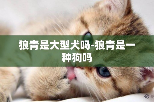 狼青是大型犬嗎-狼青是一種狗嗎