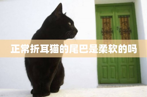 正常折耳貓的尾巴是柔軟的嗎