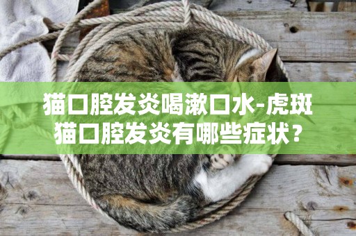 貓口腔發炎喝漱口水-虎斑貓口腔發炎有哪些癥狀？