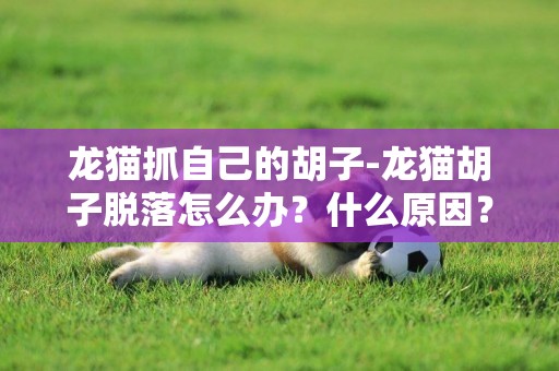 龍貓抓自己的胡子-龍貓胡子脫落怎么辦？什么原因？