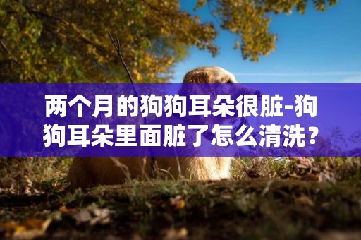 兩個月的狗狗耳朵很臟-狗狗耳朵里面臟了怎么清洗？