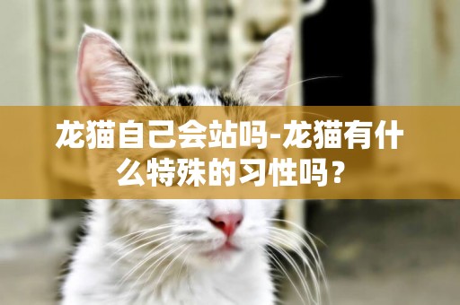 龍貓自己會站嗎-龍貓有什么特殊的習性嗎？