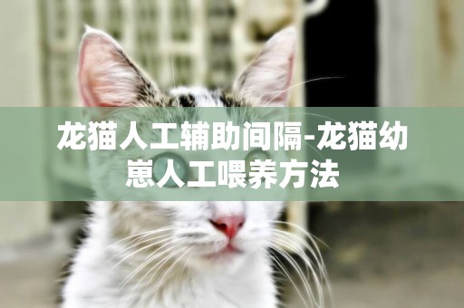 龍貓人工輔助間隔-龍貓幼崽人工喂養方法