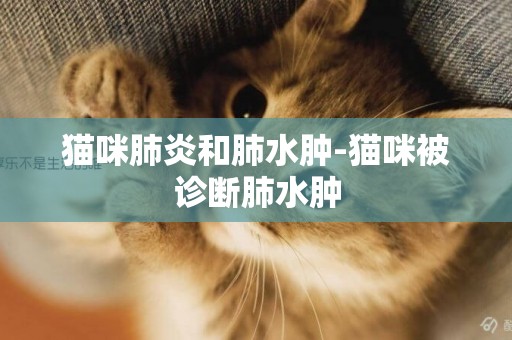 貓咪肺炎和肺水腫-貓咪被診斷肺水腫