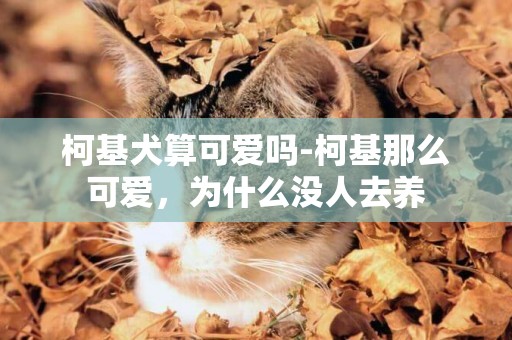 柯基犬算可愛嗎-柯基那么可愛，為什么沒人去養
