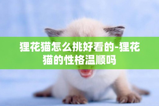貍花貓怎么挑好看的-貍花貓的性格溫順嗎