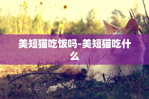 美短貓吃飯嗎-美短貓吃什么