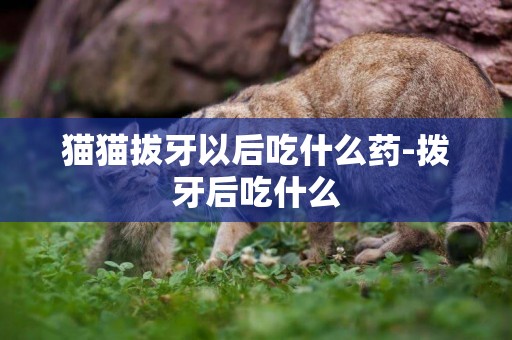 貓貓拔牙以后吃什么藥-撥牙后吃什么