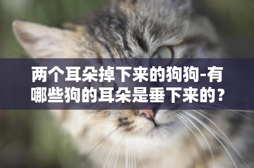兩個耳朵掉下來的狗狗-有哪些狗的耳朵是垂下來的？