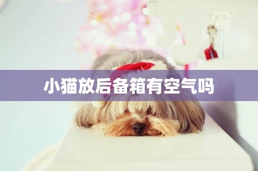 小貓放后備箱有空氣嗎