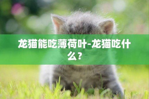 龍貓能吃薄荷葉-龍貓吃什么？