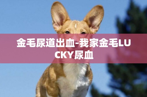 金毛尿道出血-我家金毛LUCKY尿血