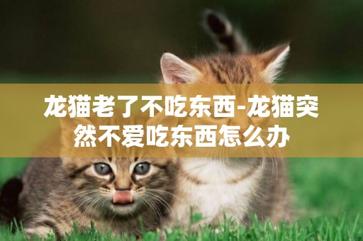 龍貓老了不吃東西-龍貓突然不愛吃東西怎么辦