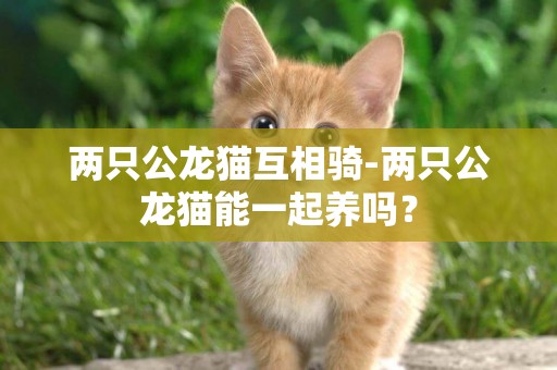 兩只公龍貓互相騎-兩只公龍貓能一起養嗎？