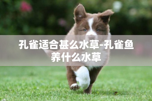 孔雀適合甚么水草-孔雀魚養什么水草