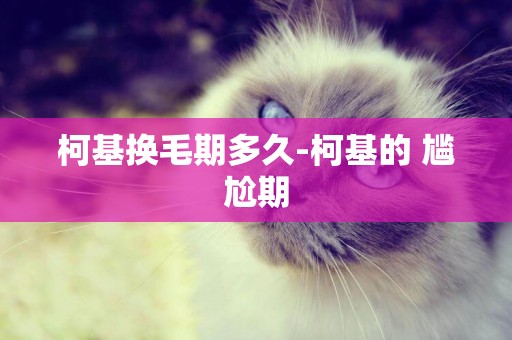 柯基換毛期多久-柯基的 尷尬期