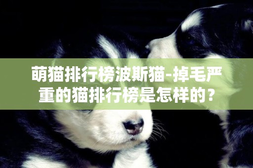 萌貓排行榜波斯貓-掉毛嚴重的貓排行榜是怎樣的？