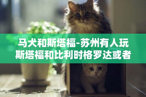 馬犬和斯塔福-蘇州有人玩斯塔福和比利時格羅達或者馬犬的沒啊??