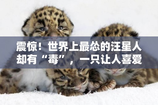 震驚！世界上最慫的汪星人卻有“毒”，一只讓人喜愛的傻大個 
