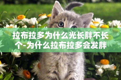 拉布拉多為什么光長胖不長個-為什么拉布拉多會發胖