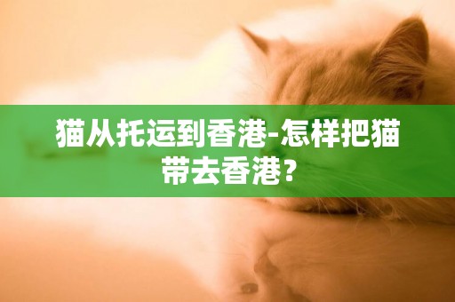 貓從托運到香港-怎樣把貓帶去香港？