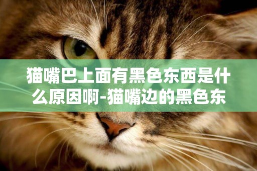 貓嘴巴上面有黑色東西是什么原因啊-貓嘴邊的黑色東西是什么還有眼睛鼻子上
