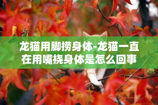 龍貓用腳撈身體-龍貓一直在用嘴撓身體是怎么回事