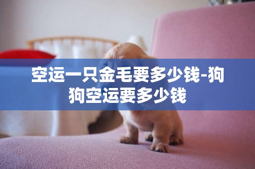 空運一只金毛要多少錢-狗狗空運要多少錢