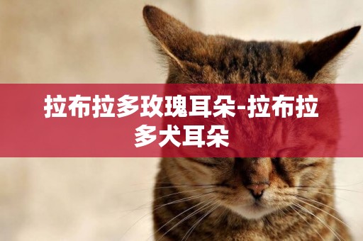 拉布拉多玫瑰耳朵-拉布拉多犬耳朵