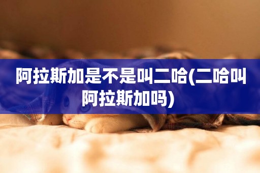 阿拉斯加是不是叫二哈(二哈叫阿拉斯加嗎) 