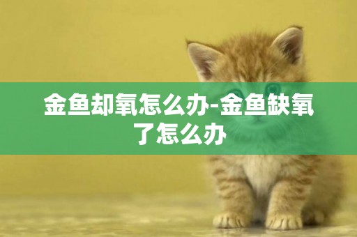 金魚卻氧怎么辦-金魚缺氧了怎么辦