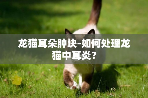 龍貓耳朵腫塊-如何處理龍貓中耳炎？
