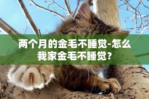兩個月的金毛不睡覺-怎么我家金毛不睡覺？