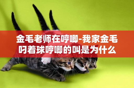 金毛老師在哼唧-我家金毛叼著球哼唧的叫是為什么