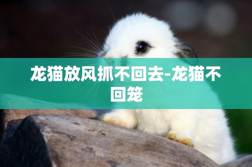 龍貓放風抓不回去-龍貓不回籠
