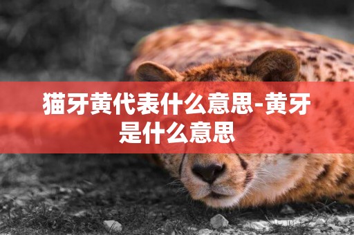 貓牙黃代表什么意思-黃牙是什么意思