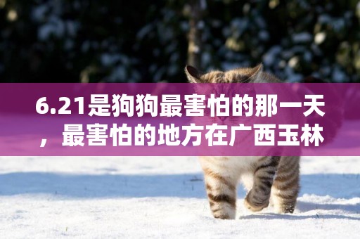 6.21是狗狗最害怕的那一天，最害怕的地方在廣西玉林！ 