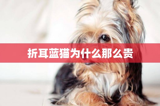 折耳藍貓為什么那么貴