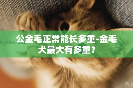 公金毛正常能長多重-金毛犬最大有多重？