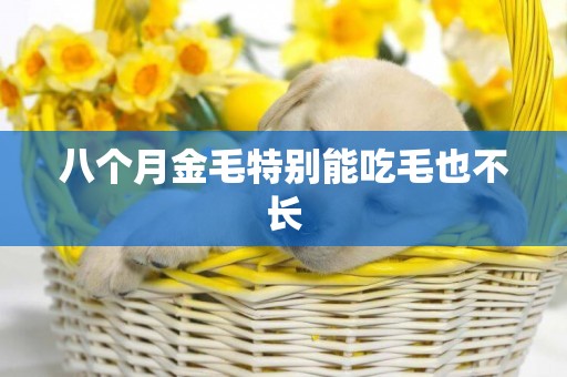 八個月金毛特別能吃毛也不長