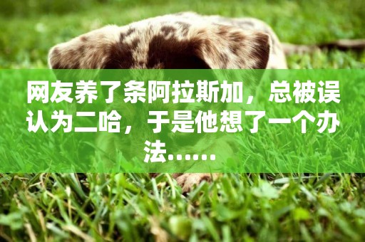網友養了條阿拉斯加，總被誤認為二哈，于是他想了一個辦法…… 