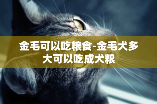 金毛可以吃糧食-金毛犬多大可以吃成犬糧