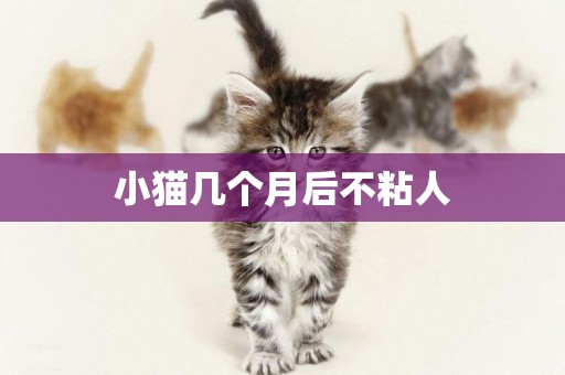 小貓幾個月后不粘人