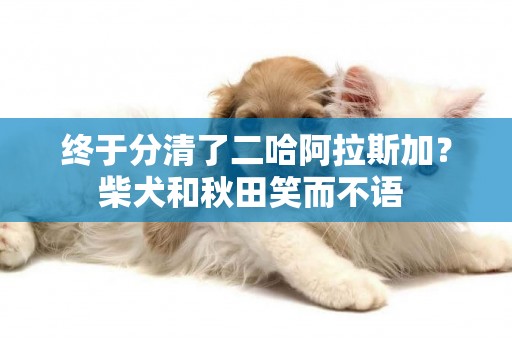 終于分清了二哈阿拉斯加？柴犬和秋田笑而不語 