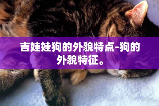 吉娃娃狗的外貌特點-狗的外貌特征。
