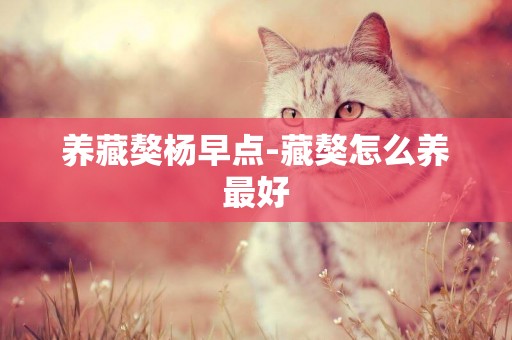 養藏獒楊早點-藏獒怎么養最好