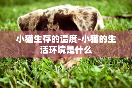 小貓生存的溫度-小貓的生活環境是什么
