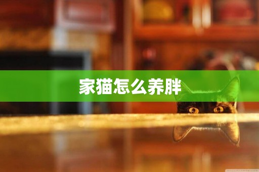 家貓怎么養胖
